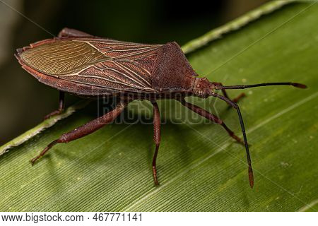 Adult Leaf-footed Bug Of The Species Athaumastus Haematicus