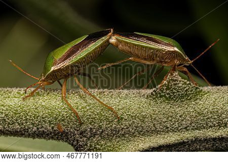 Stink Bug Nymph Of The Genus Edessa