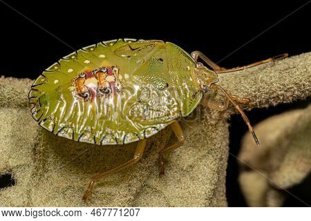 Stink Bug Nymph Of The Genus Edessa