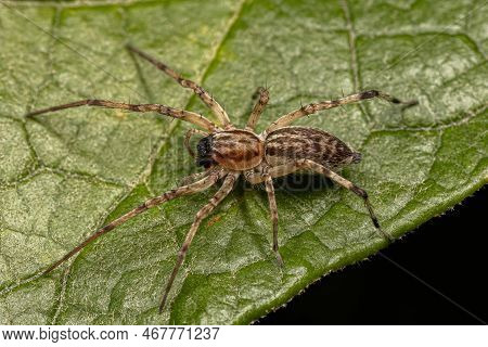 Adult Female Ghost Spider Of The Family Anyphaenidae