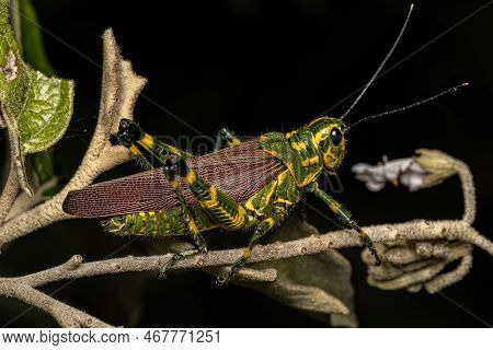 Adult Soldier Grasshopper Of The Species Chromacris Speciosa