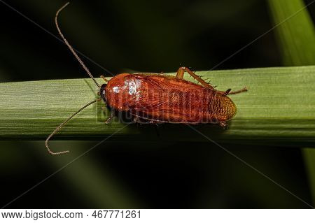 Adult Wood Cockroach Of The Family Ectobiidae