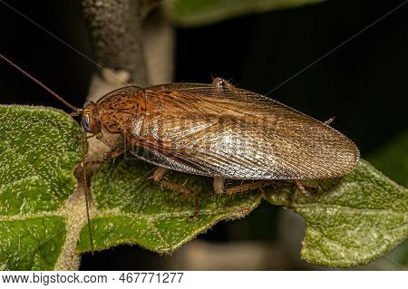 Adult Wood Cockroach Of The Family Ectobiidae