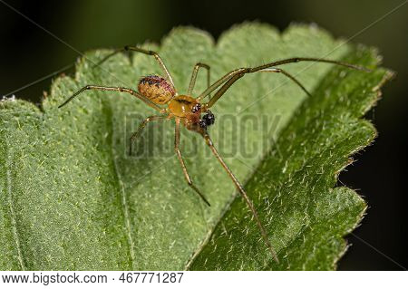 Small Male Cobweb Spider Of The Family Theridiidae