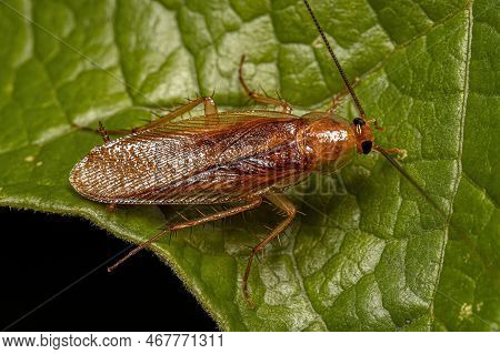 Adult Wood Cockroach Of The Family Ectobiidae
