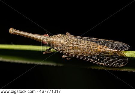 Adult Dictyopharid Planthopper Insect Of The Family Dictyopharidae That Looks Like A Gharial Or Croc
