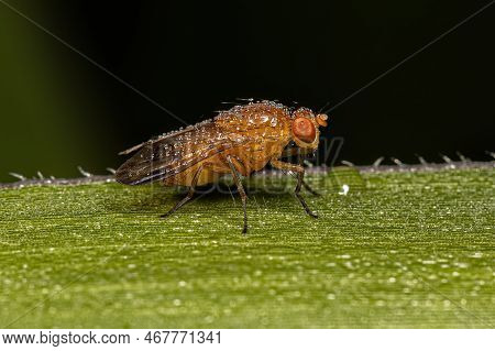 Adult Acalyptrate Fly Of The Zoosubsection Acalyptratae