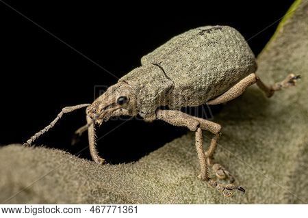 Adult Broad Nosed Weevil Of The Tribe Naupactini