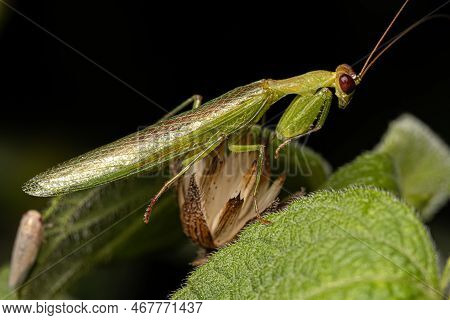 Adult Male Acontistid Mantis Of The Genus Metaphotina
