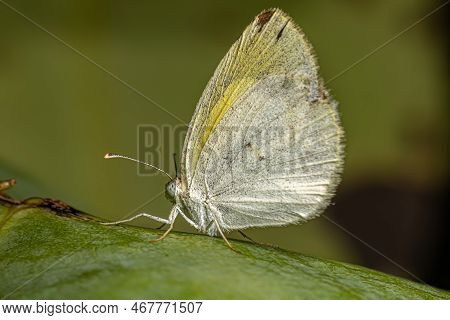 Adult Banded Yellow Butterfly Of The Genus Eurema