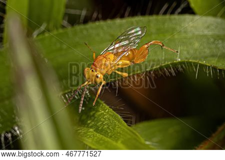 Adult Chalcidoid Wasp Of The Family Chalcididae