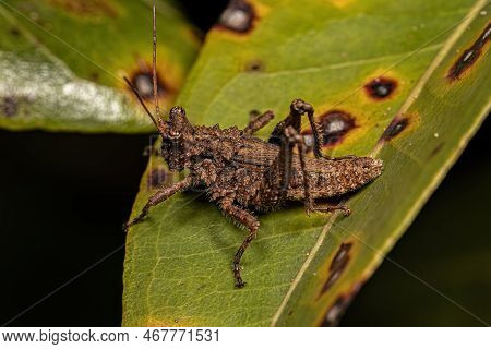 Short-horned Grasshopper Insect Of The Genus Ommexecha