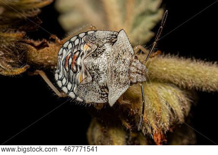 Stink Bug Nymph Of The Genus Thyanta