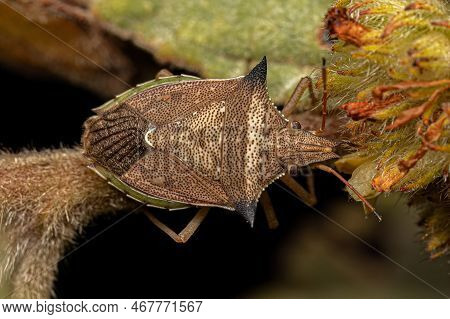Adult Green Belly Bug Of The Species Diceraeus Melacanthus