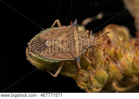 Adult Green Belly Bug Of The Species Diceraeus Melacanthus