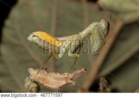 Adult Female Acontistid Mantis Of The Genus Metaphotina