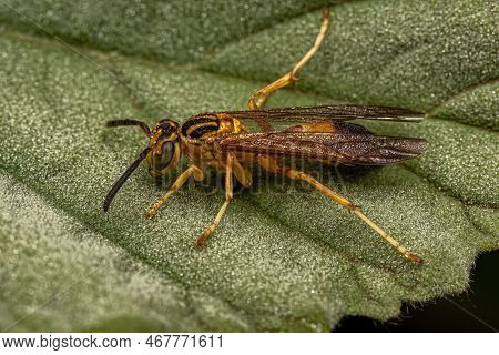 Adult Gregarious Paper Wasp Of The Species Agelaia Pallipes