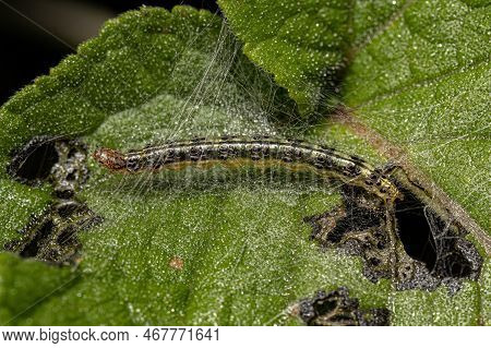 Small Green Caterpillar Of The Order Lepidoptera