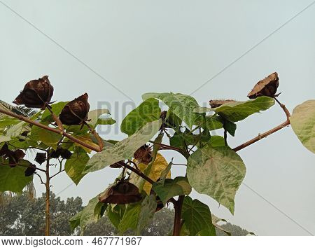 Abroma Augustum Tree With Black Flower