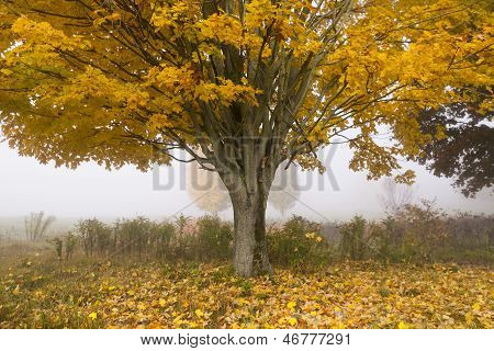 Árvore de Maple solitário em uma manhã de nevoeiro queda em Vermont, EUA