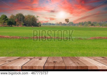 Perspecitve Wooden Board Over Rice Field In Summer Under Sunset For Cultivating Season