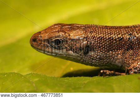 Natural Closeup On The Head Of A European Live-bearing Lizard, Zootoca Vivipara Sitting On A Green L
