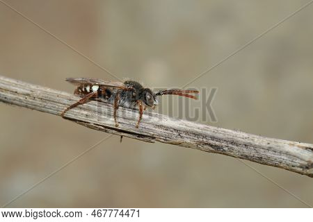 Detailed Closeup On A Male Bear-clawed Nomad Bee, Nomada Alboguttata Sitting On A Twig