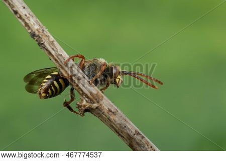 Detailed Closeup On A Red-eyed Female Early Nomad Cuckoo Bee, Nomada Leucopthalma Sitting On A Twig 
