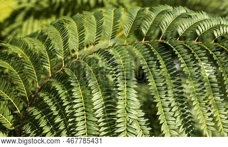 Background From The Branches Of Jacaranda Mimosifolia . Selective Focus.closeup. Wallpaper. High Qua