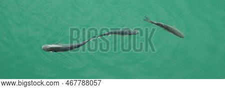 Close-up Fish Swim In Clear Water Top View