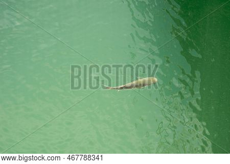 Close-up Fish Swim In Clear Ocean Water Top View