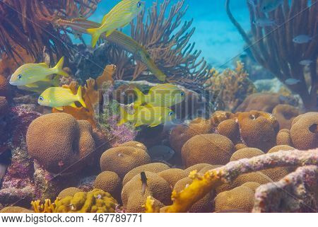 School Of Fish Yellow French Grunts Haemulon Flavolineatum Swimming Over Coral