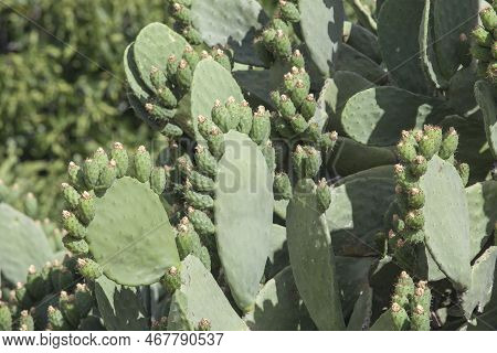 Barbary Fig Plant At Alagon Valley, Caceres, Extremadura, Spain