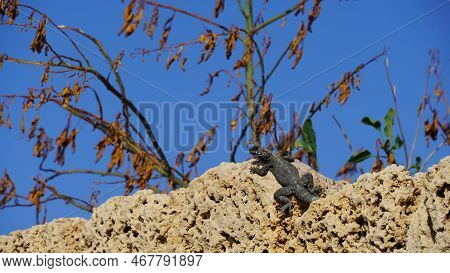 Stellagama Enjoing The Sun On The Rocks In Israel Close-up. The Brightly Lit By The Sun Lizard On St
