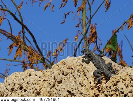 Stellagama Enjoing The Sun On The Rocks In Israel Close-up. The Brightly Lit By The Sun Lizard On St