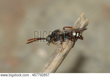 Detailed Closeup On A Male Bear-clawed Nomad Bee, Nomada Alboguttata Sitting On A Twig