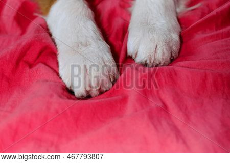 Viva Magenta Color Of 2023 Year. The Concept Of Pets As People. White Fluffy Paws Of Puppy On Pink B