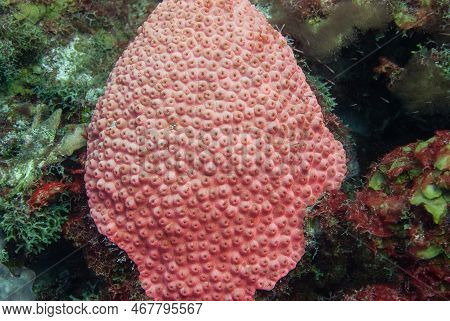 Great Star Coral Montastrea Cavernosa With Fluoresce Red Color