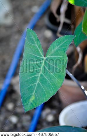 Xanthosoma Sagittifolium, Malanga Or Xanthosoma Or Colocasia Plant