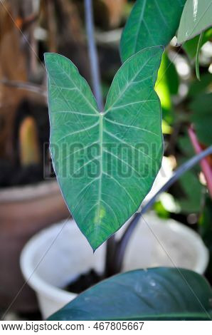 Xanthosoma Sagittifolium, Malanga Or Xanthosoma Or Colocasia Plant