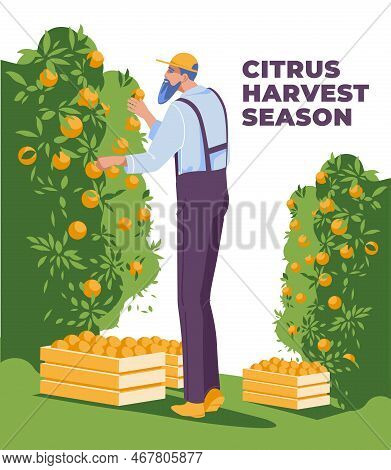 A Man Harvest Some Fruits From Bushes To Wooden Boxes. The Concept Of Life Of Agriculture, Harvest A