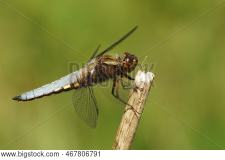Natural Closeup Of A Blue Male Broad Bodied Darter, Libellula Depressa Perched On A Twig
