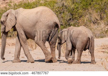 Closeup Of Two African Desert Elephant - Loxodonta Africana- Wandering In The Desert In North Wester