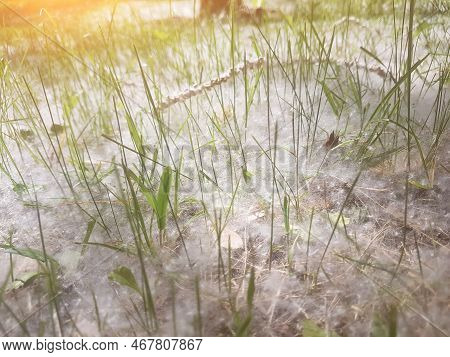 Background Of Poplar Fluff On Green Grass