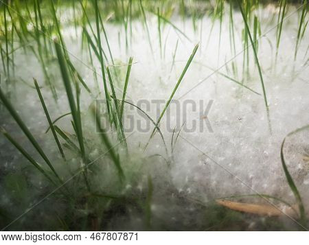 Poplar Fluff Lying In The Grass, Covering The Ground
