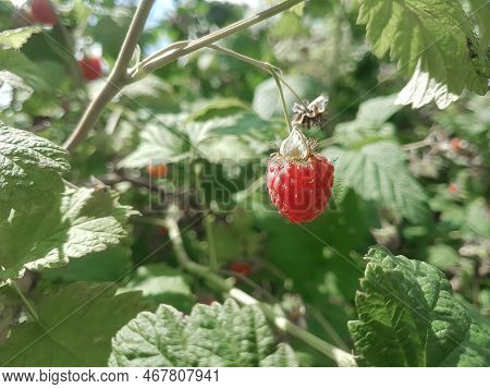 Ripe Berry Of A Raspberry On The Branches