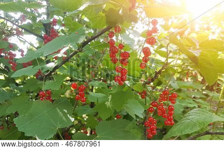 Ripe Red Currant Raspberry Berries On Branches
