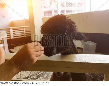 Girl Feeding Alpaca In The City Contact Zoo