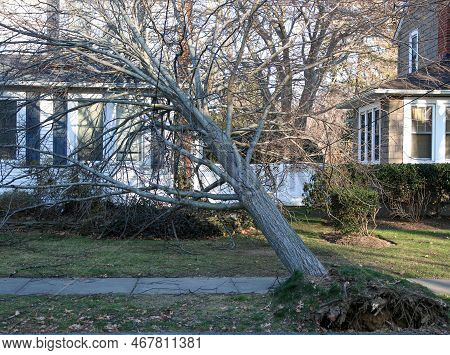 A Tree Falls On To A House During A Christmas Eve Wind Storm On Long Island.