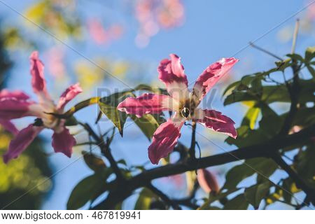 A Pink Large Flowers Chorisia Or Ceiba Speciosa Growing On A Tree